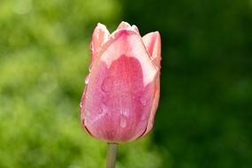 Tulip Pink garden Blossom