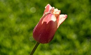 pink Flower Tulip garden