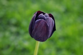 dark Tulip Flower garden