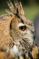 Owl Eurasian Eagle