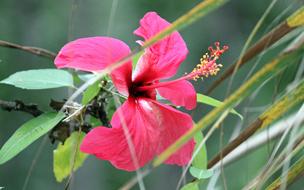 Close-up of the beautiful and colorful, blossoming flower with the leaves, at blurred background