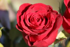 Flower Rose wondrous