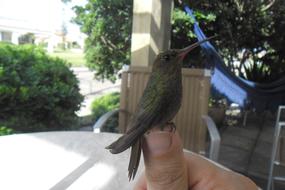 Hummingbird Hands