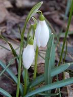 Spring snowdrops growing in the forest
