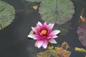 Water Lilies