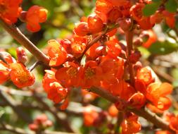 Orange Flowers on branches