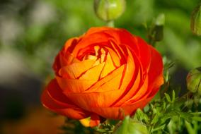 Beautiful, orange, red and yellow buttercups with the green leaves