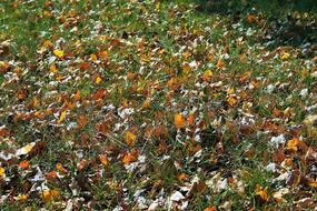 Leaves On Lawn Green