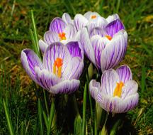 Crocus Flowers Purple