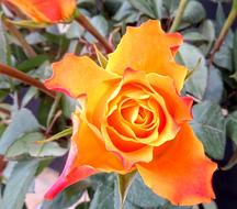 Roses orange Flower