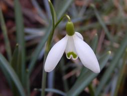 Spring Flowers White