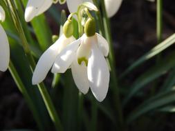 Spring Flowers in garden