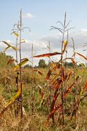 Corn Autumn Field Meadow Lets
