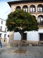 Spain Square Orange Trees