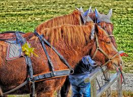 Horses Horse Sweat