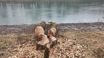 Beaver Damage Beavers Gnaw