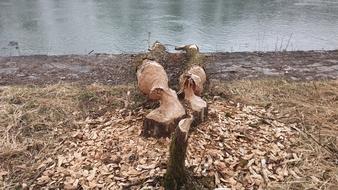 Beaver Damage Beavers Gnaw