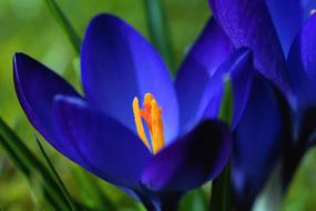 blue Crocus Blossom Bloom