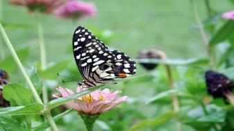 incredibly beautiful Butterfly and Flower