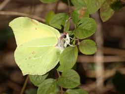 Butterfly Yellow Spring Gonepteryx