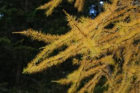 Larch Tree Autumn European