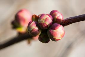 Close Up photo of Pink Buds