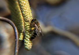 Wasp Hazel Flowers Bush