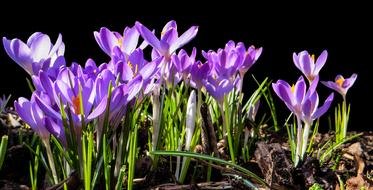 wondrous Spring violet flowers