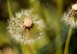 white Green Dandelions