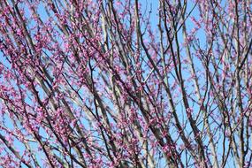 thin flowering tree branches