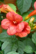 Climber Plant green leaf