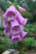Foxglove Purple bell flower