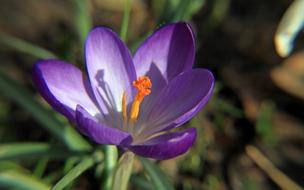 Crocus Purple green leaf