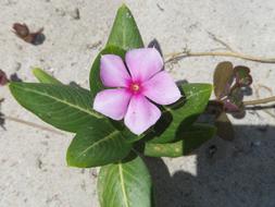pink little flower on the road