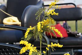 yellow Mimosa Women'S Party flowers