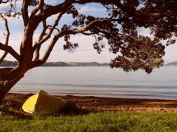 Pohutukawa Tree Boat Coast