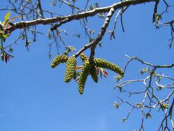 Walnut Flower Blue Sky