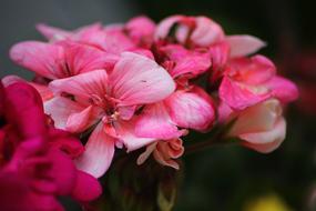 Close-up of the colorful and beautiful, blossoming flowers, at blurred background
