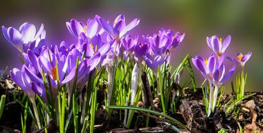 blooming purple crocuses under the warm sun