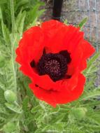 oriental Poppy, Flower and green buds