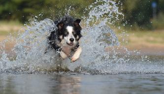Border Collie Jump Water British