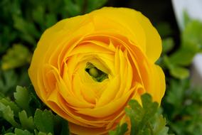 yellow Flower Buttercup at Spring