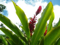 Red Flower in large green leaves in the garden