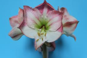Beautiful pink white flower on a blue background