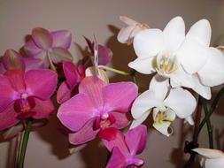 Pink White Orchid