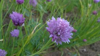 Purple Flower Wild Garlic Flowers