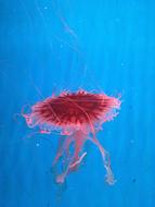 Beautiful Jellyfish in water