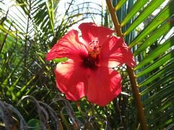 Beautiful, exotic, red and orange hibiscus flower, among the colorful leaves, in light