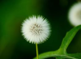 white dandelion on blurred green background