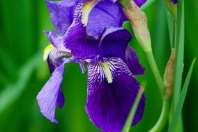 Iris Flower Garden violet